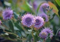 Australian native purple Isopogon coneflowers