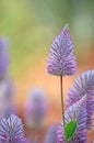 Australian native purple Ptilotus exaltatus flower Royalty Free Stock Photo