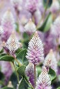 Australian native purple Ptilotus exaltatus Joey Mulla Mulla wildflowers Royalty Free Stock Photo