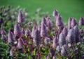 Australian native purple Ptilotus exaltatus wildflowers Royalty Free Stock Photo