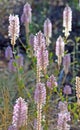 Australian native Purple Ptilotus nobilis regal foxtail Royalty Free Stock Photo