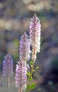 Australian native Purple Ptilotus nobilis regal foxtail