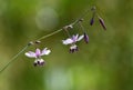 Australian native purple Vanilla Lily, Arthropodium milleflorum, family Asparagaceae