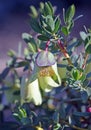 Australian native qualup bell flower, Pimelia physodes