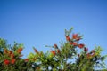 Australian native red bottle brushtrees Royalty Free Stock Photo