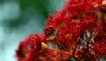 Australian native Red flowering gum tree blossoms of Corymbia ficifolia