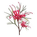 Australian Native Red Grevillea Flower Royalty Free Stock Photo