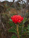 Australian native red and magenta Waratah flower. Flower head. Royalty Free Stock Photo