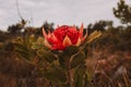 Australian native red and magenta Waratah flower. Flower head. Royalty Free Stock Photo
