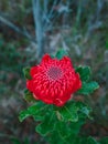 Australian native red and magenta Waratah flower. Flower head. Royalty Free Stock Photo