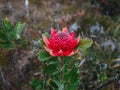 Australian native red and magenta Waratah flower. Flower head. Royalty Free Stock Photo