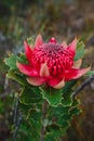 Australian native red and magenta Waratah flower. Flower head. Royalty Free Stock Photo