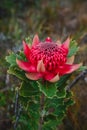 Australian native red and magenta Waratah flower. Flower head. Royalty Free Stock Photo