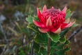 Australian native red and magenta Waratah flower. Flower head. Royalty Free Stock Photo