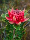 Australian native red and magenta Waratah flower. Flower head. Royalty Free Stock Photo