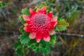 Australian native red and magenta Waratah flower. Flower head. Royalty Free Stock Photo