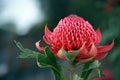 Australian native red waratah flower Royalty Free Stock Photo