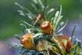 Australian native Showy Dryandra flowers, Banksia formosa, family Proteaceae