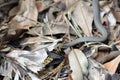 Australian native small venomous elapid, the Yellow faced Whip Snake, Demansia psammophis,