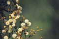 Australian native Sunshine Wattle, Acacia terminalis