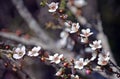 Australian native tea tree Leptospermum squarrosum flowers Royalty Free Stock Photo