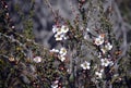 Australian native tea tree Leptospermum squarrosum flowers Royalty Free Stock Photo