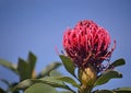 Australian native Telopea Shady Lady variety inflorescence Royalty Free Stock Photo