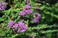 Australian native Thyme-leaf Honey Myrtle flowers