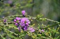 Australian native Thyme-leaf Honey Myrtle