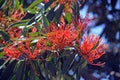 Australian native Tree Waratah flowers