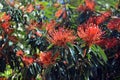 Australian native Tree Waratah flowers