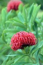 Australian native Waratah flower, Telopea Shady Lady variety Royalty Free Stock Photo