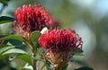 Australian native waratah flowers, Telopea Royalty Free Stock Photo