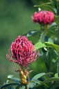 Australian native Waratah flowers, Telopea Royalty Free Stock Photo