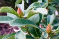 Australian native waratah hybrid flower