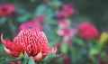 Australian native waratah, Telopea speciosissima, in a colorful spring summer garden. Endemic to New South Wales, family Royalty Free Stock Photo