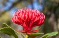Australian Native Waratah Wildflower Royalty Free Stock Photo