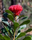 Australian Native Waratah Wildflower in Bloom Royalty Free Stock Photo