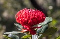 Australian Native Waratah Wildflower in Bloom Royalty Free Stock Photo