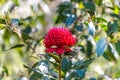 Australian Native Waratah Wildflower in Bloom Royalty Free Stock Photo