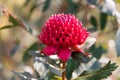 Australian Native Waratah Wildflower in Bloom Royalty Free Stock Photo