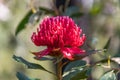 Australian Native Waratah Wildflower in Bloom Royalty Free Stock Photo