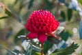 Australian Native Waratah Wildflower in Bloom Royalty Free Stock Photo