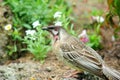 Australian native Wattle bird Royalty Free Stock Photo