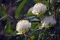 Australian native white Waratah flowers Royalty Free Stock Photo