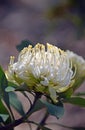 Australian native white Waratah, Telopea speciosissima Royalty Free Stock Photo