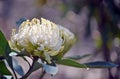 Australian native white Waratah flower Royalty Free Stock Photo