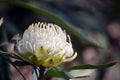 Australian native white Waratah flower Royalty Free Stock Photo