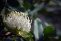 Australian native white Waratah flower Royalty Free Stock Photo