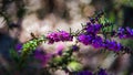 Australian Native wild flowers, Boronia Growing In Eucalyptus Karri Woodland Royalty Free Stock Photo